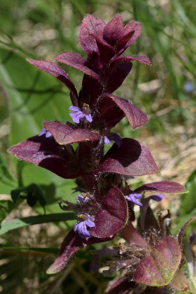 Ajuga pyramidalis (Pyramidal Bugle)