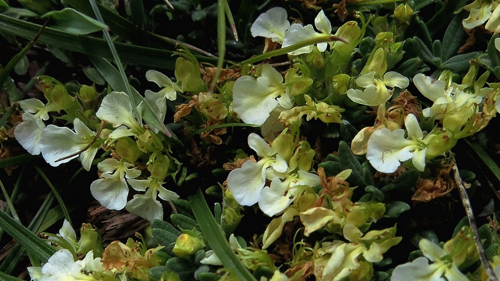 Teucrium montanum (Mountain Germander)