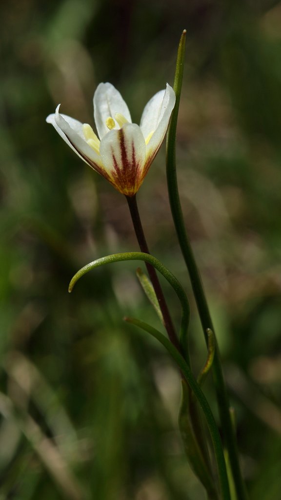 Lloydia serotina (Snowdon Lily)