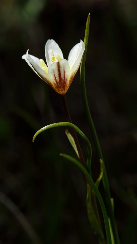 Lloydia serotina (Snowdon Lily)