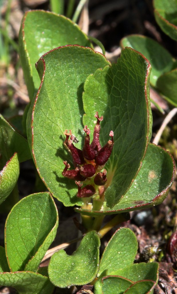 Salix herbacea (Dwarf Willow)