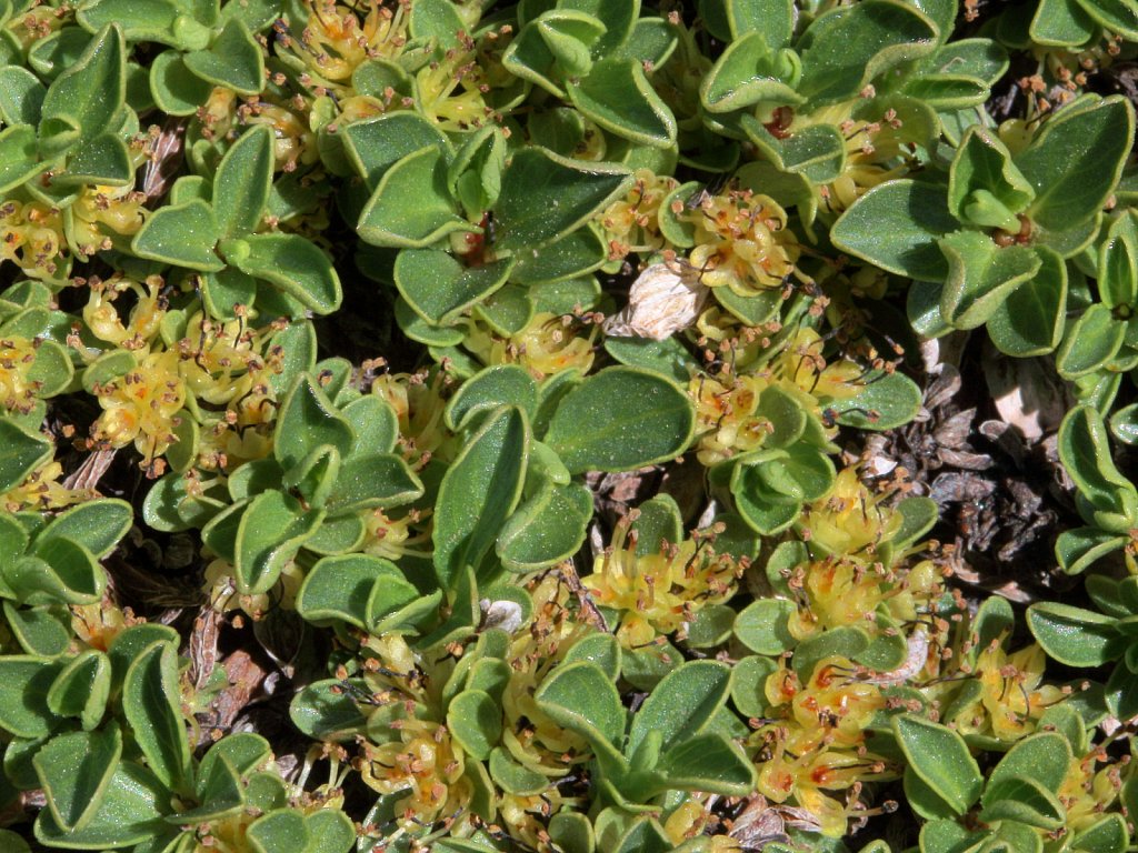 Salix serpillifolia (Thyme-leaved Willow)