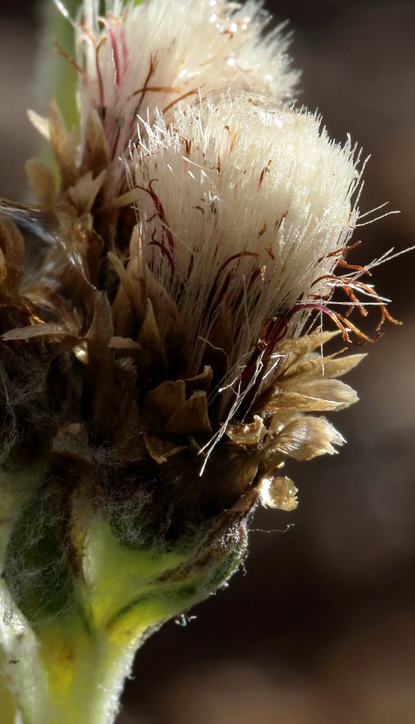 Antennaria carpatica (Carpathian Catsfoot)