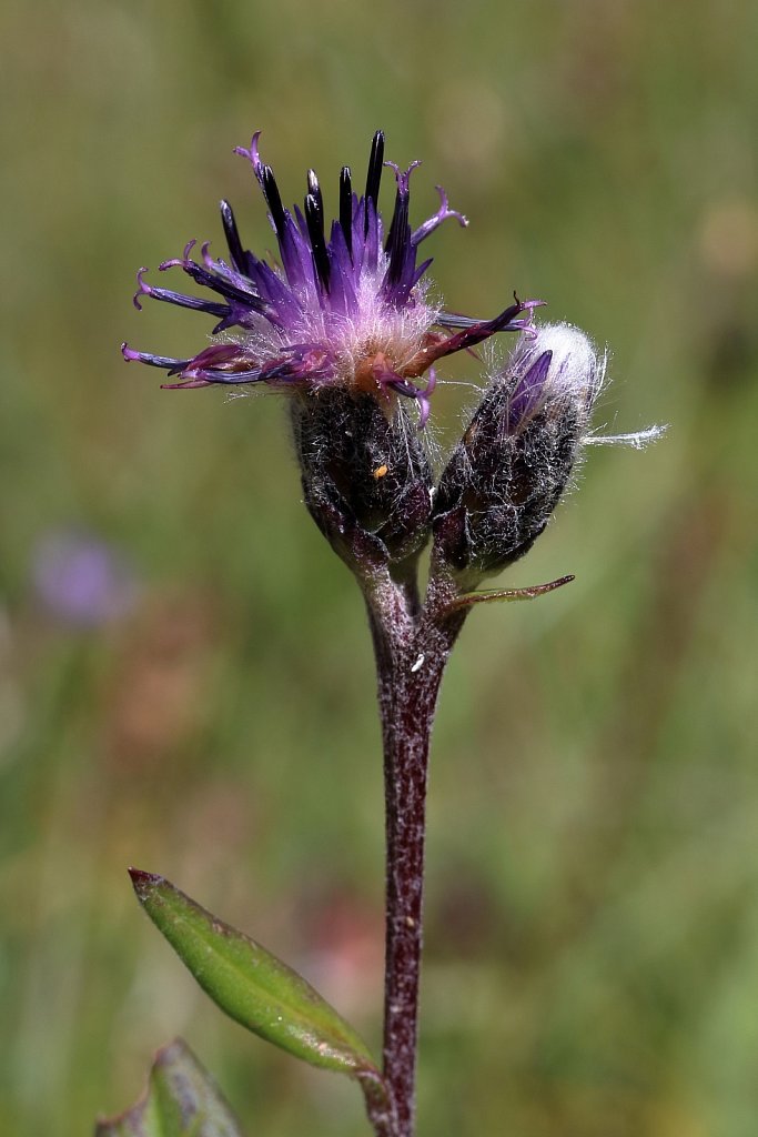 Saussurea alpina (Alpine Saw-wort)