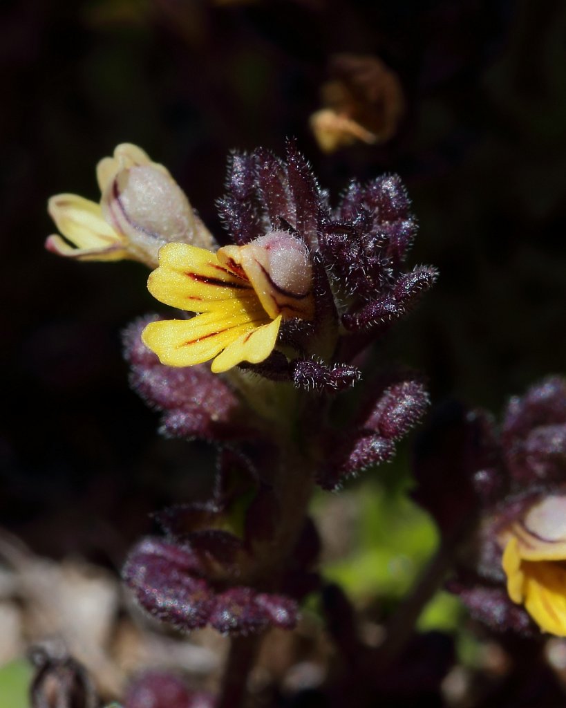 Euphrasia minima (Dwarf Eyebright)