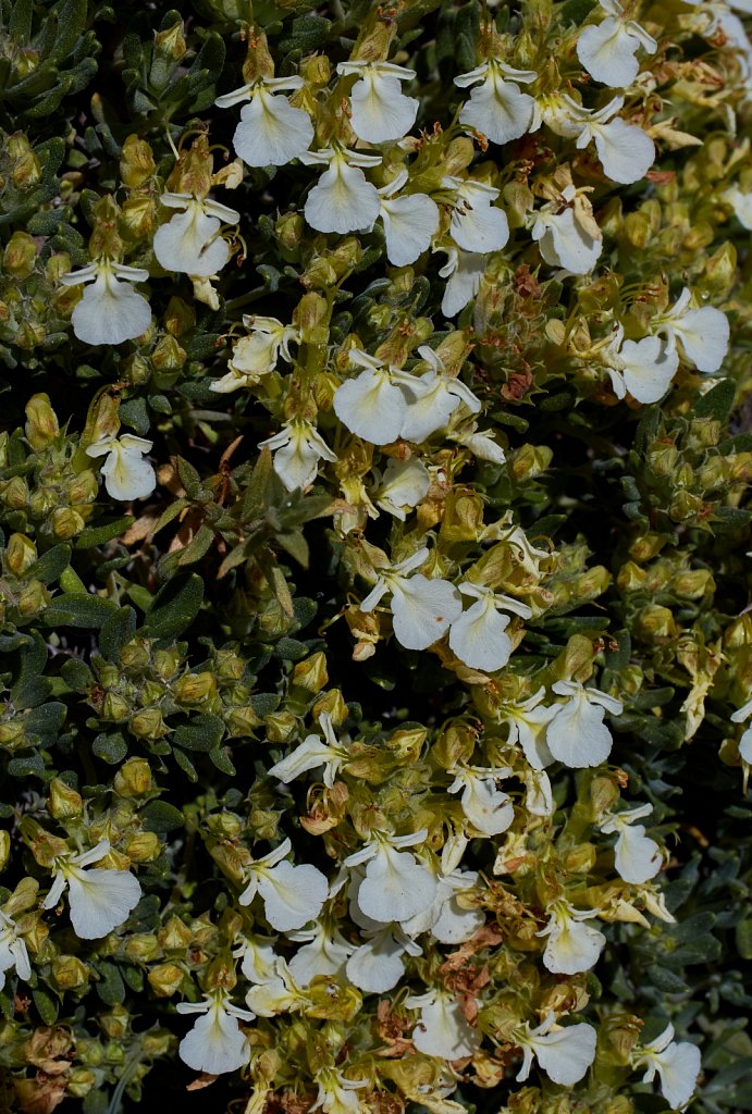 Teucrium montanum (Mountain Germander)