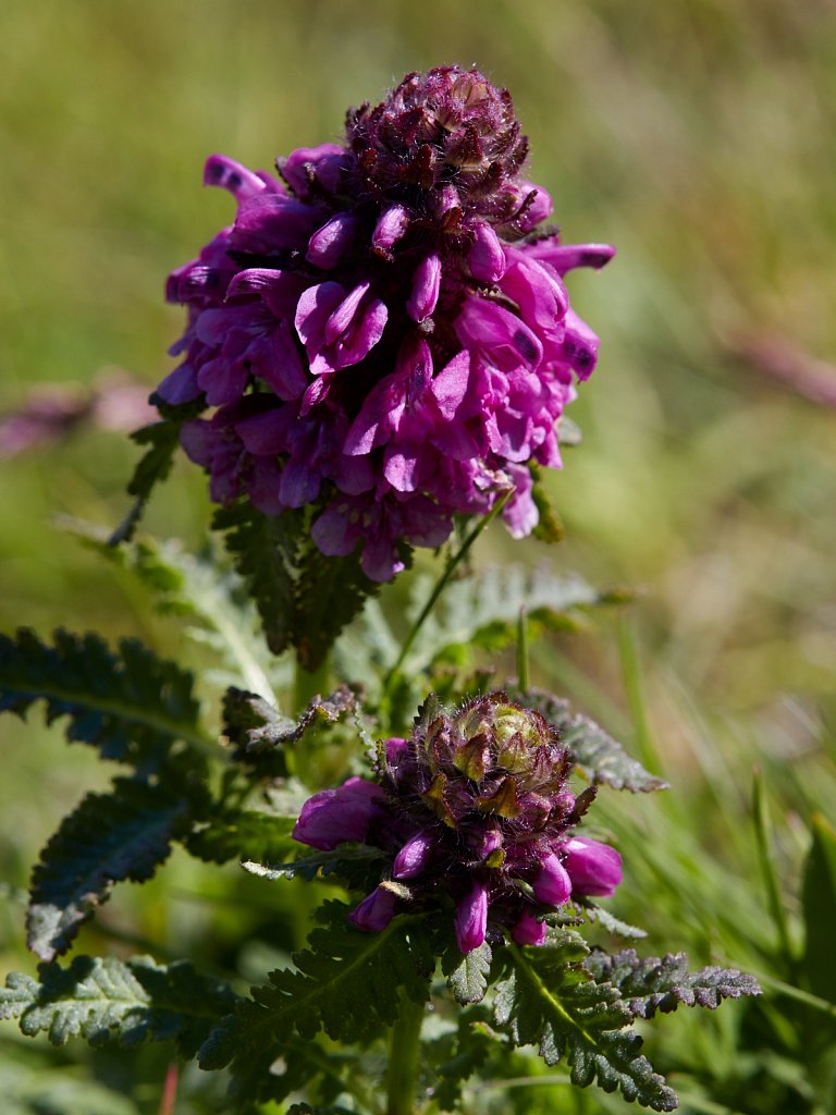 Pedicularis verticillata (Whorled Lousewort)