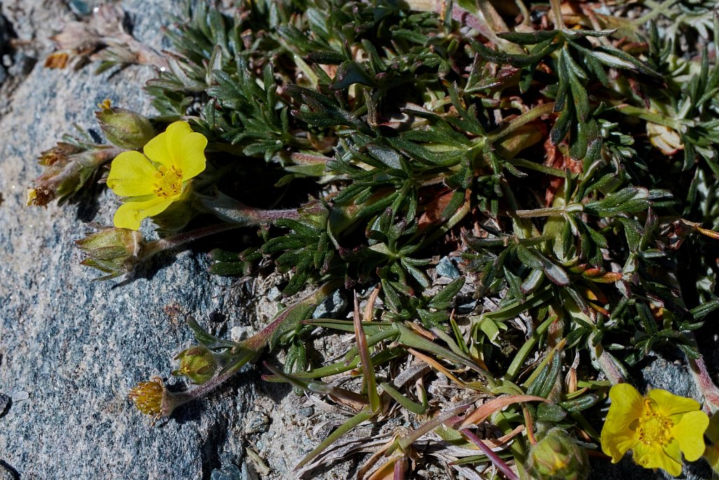 Potentilla multifida (Cut-leaved Potentilla)