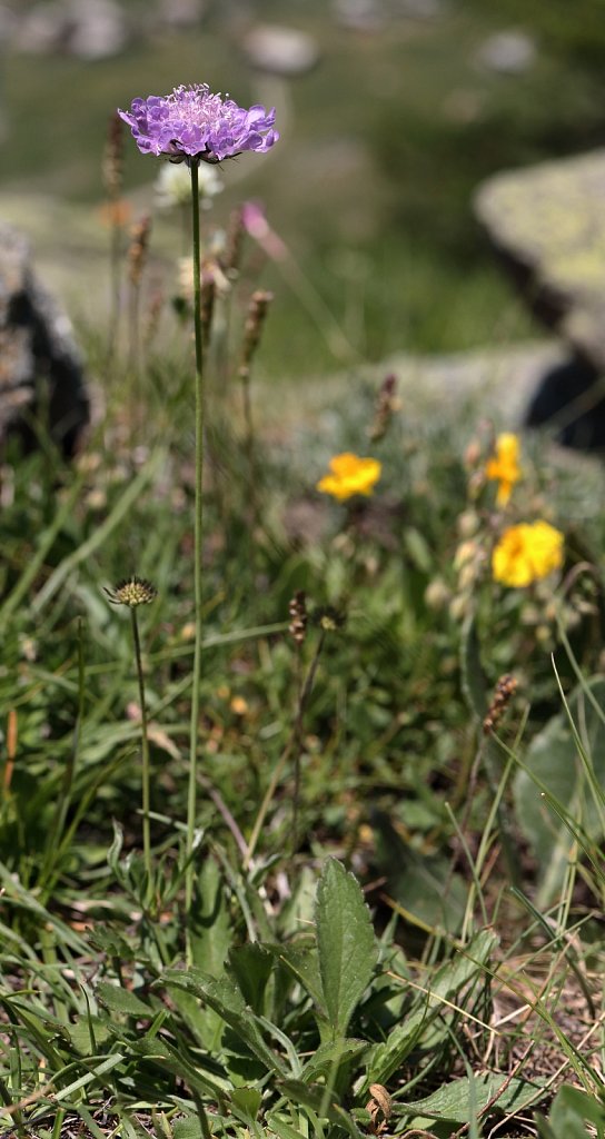 Scabiosa lucida (Shining Scabious)