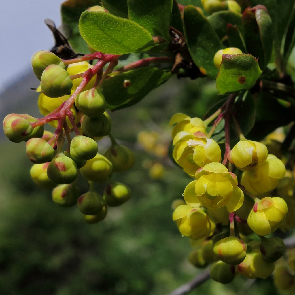 Berberis vulgaris (Barberry)