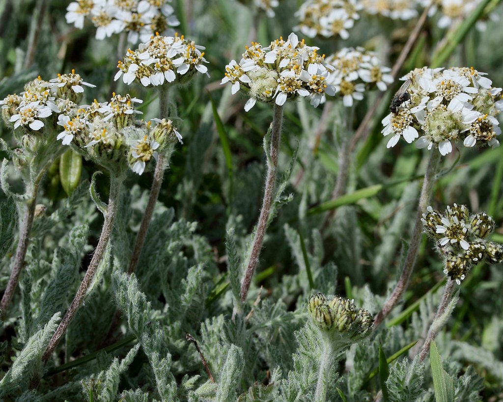 Achillea nana (Dwarf Yarrow)