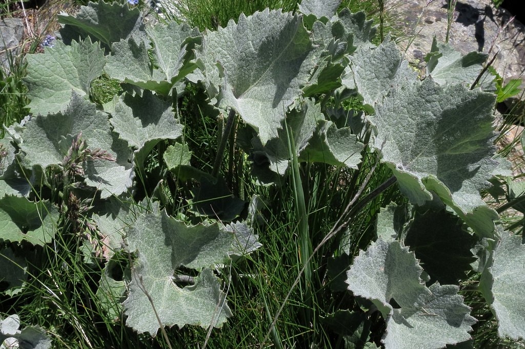 Adenostyles leucophylla (White-leaved Adenostyle)