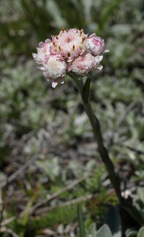 Antennaria dioica (Mountain everlasting) - The Alpine Flora of Zermatt ...