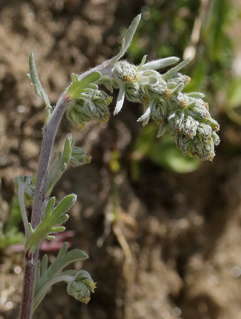 Artemisia genepi (Genepi Wormwood)