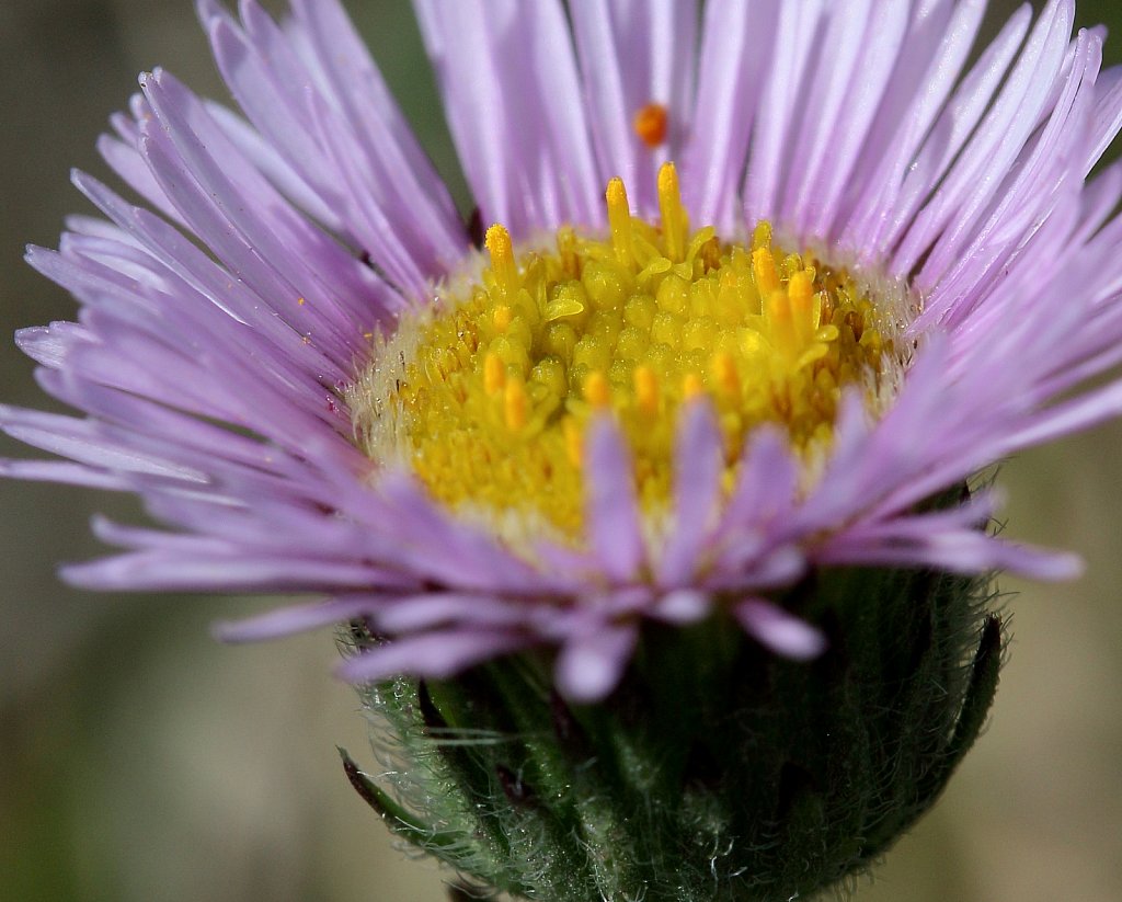 Erigeron alpinus (Alpine Fleabane)