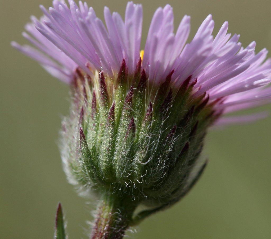 Erigeron alpinus (Alpine Fleabane)