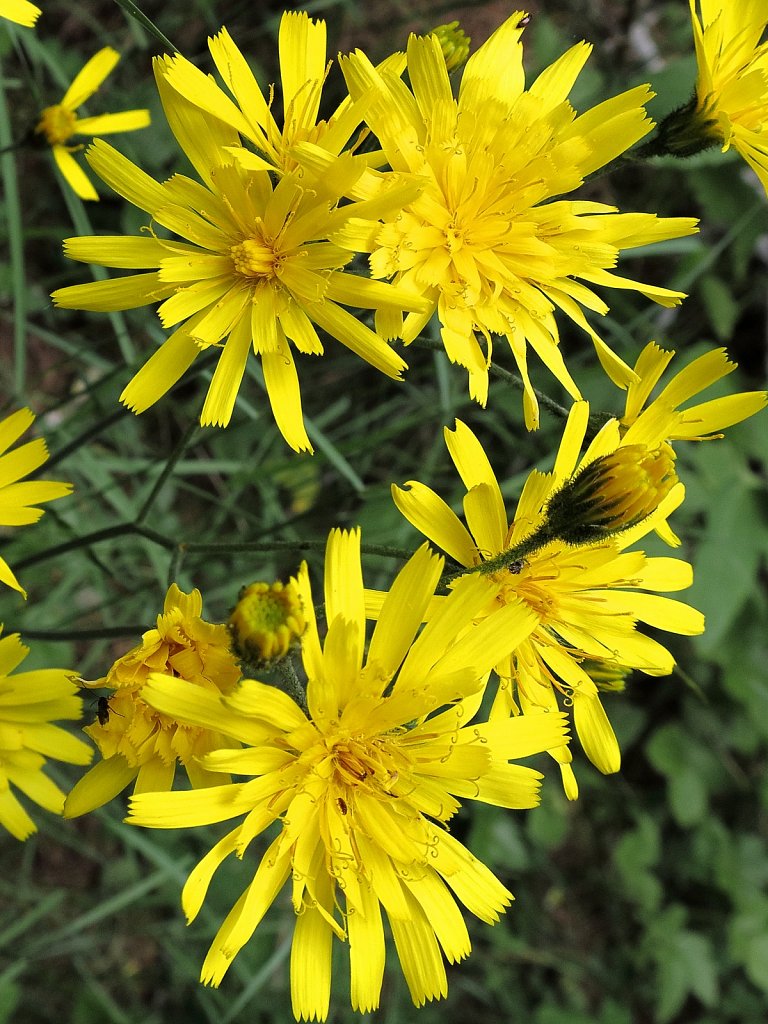 Hieracium murorum (Wall Hawkweed)