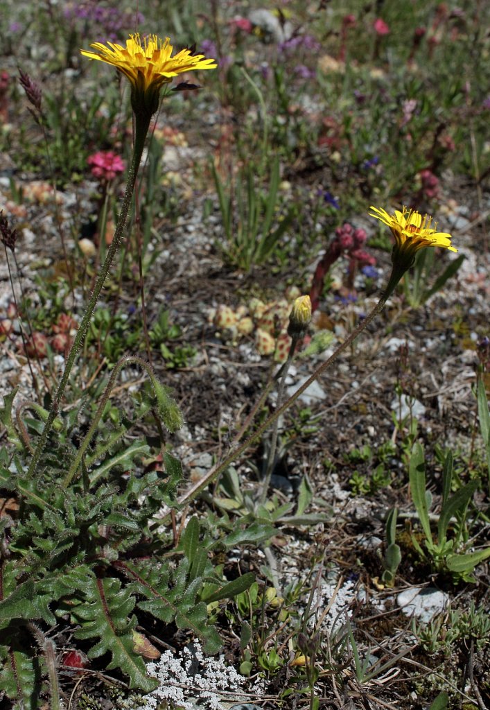 Leontodon hispidus ssp pseudocrispus (Rough Hawkbit)