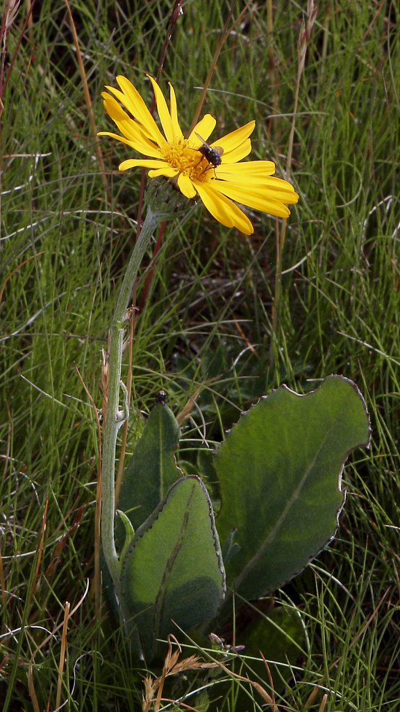 Senecio doronicum (Leopard's-bane Groundsel)