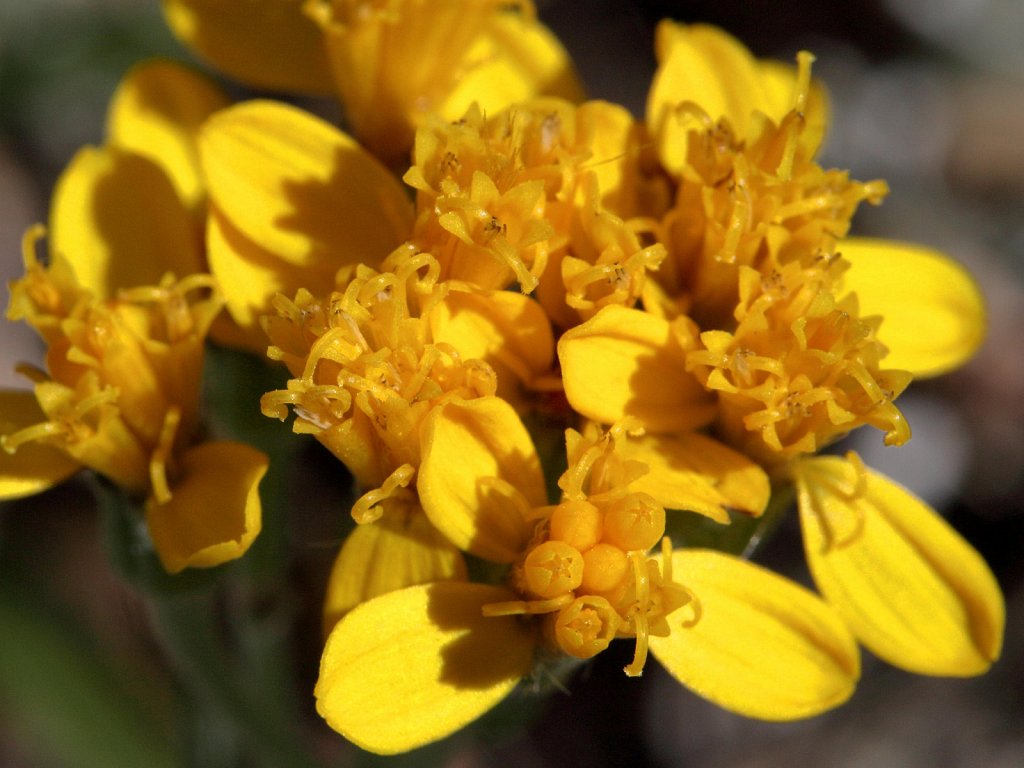 Senecio incanus s.s. (Hoary Groundsel)