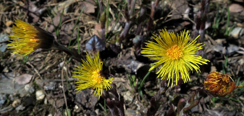Tussilago farfara (Colt's-foot) 