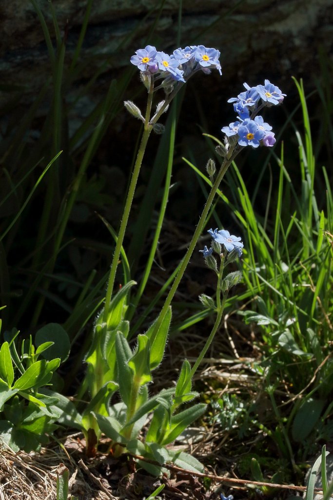 Myosotis alpestris (Alpine Forget-me-not)