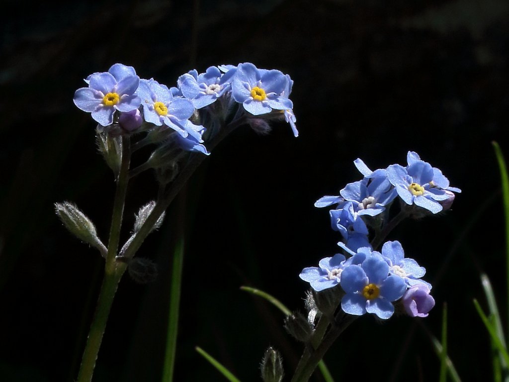 Myosotis alpestris (Alpine Forget-me-not)