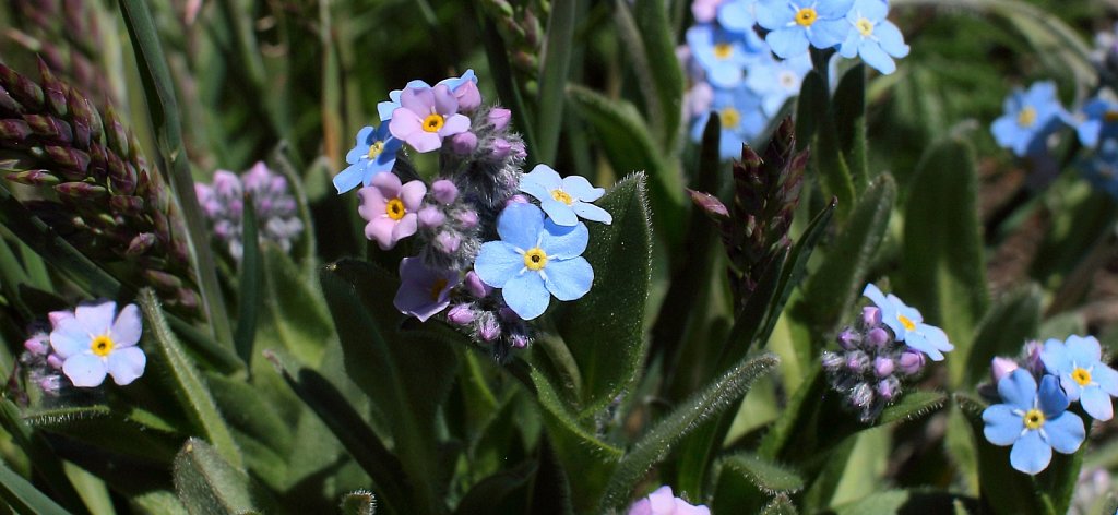 Myosotis alpestris (Alpine Forget-me-not)