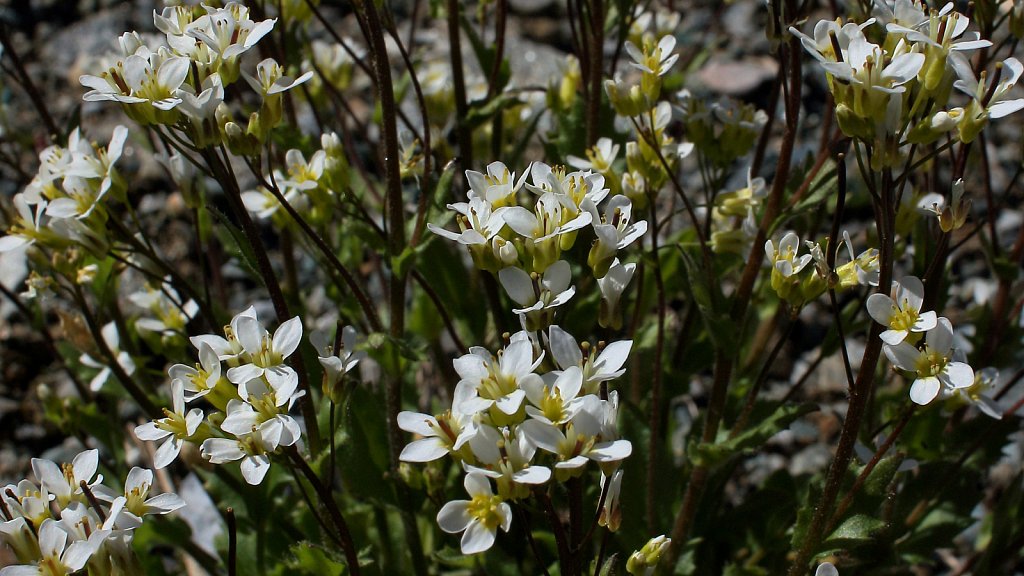 Arabis alpina (Alpine Rock-cress)