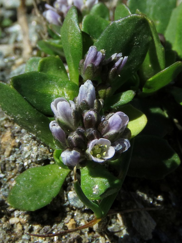Arabis caerulea (Blue Arabis)