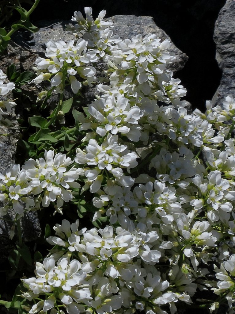 Thlaspi sylvium (Alpine Penny-cress)