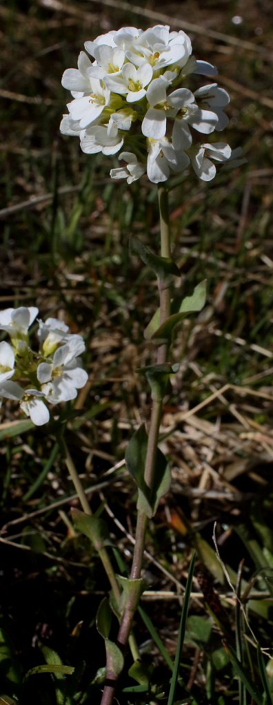 Thlaspi sylvium (Alpine Penny-cress)
