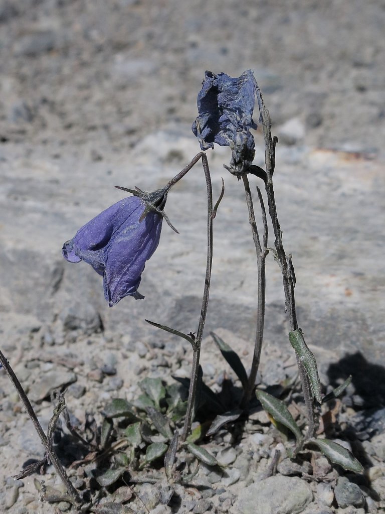 Campanula cochleariifolia (Small Belflower)