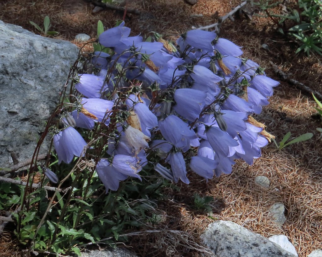 Campanula cochleariifolia (Small Belflower)