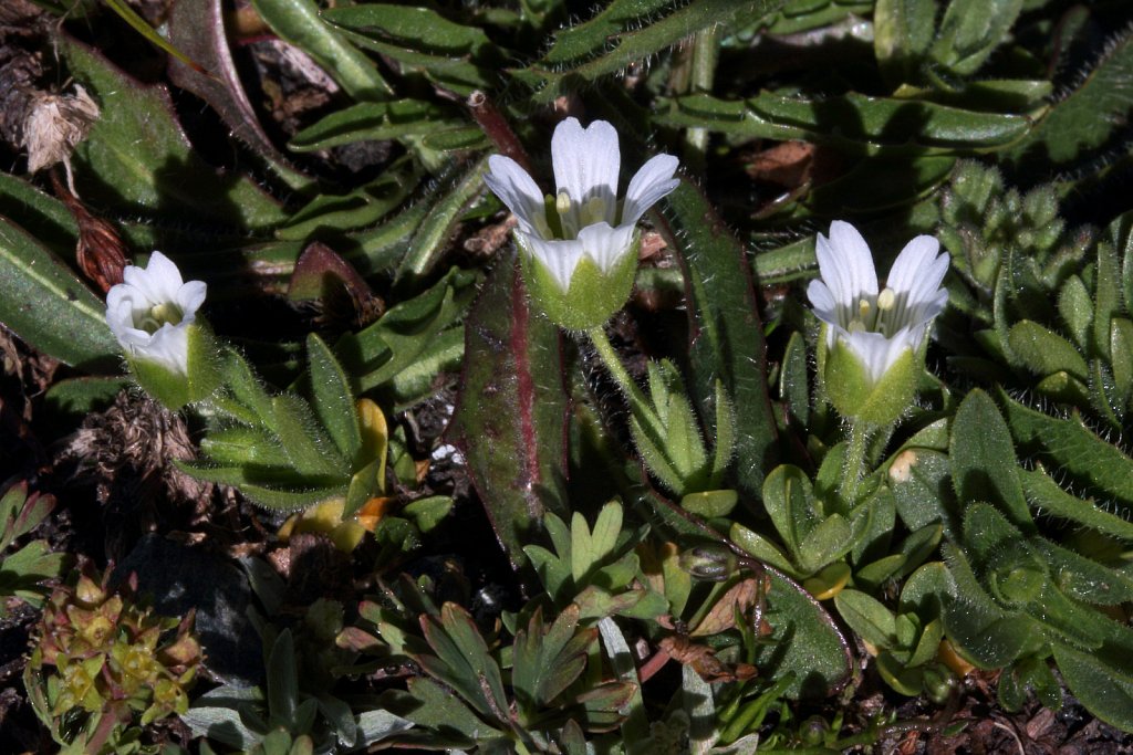 Cerastium pedunculatum (Pedunculate Mouse-ear)