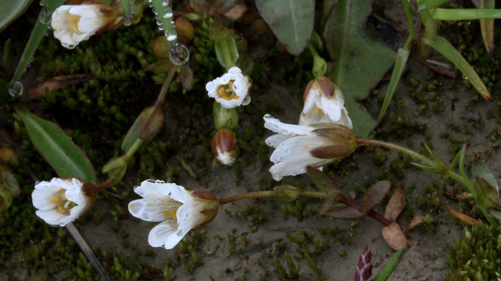 Cerastium cerastoides (Starwort Mouse-ear)