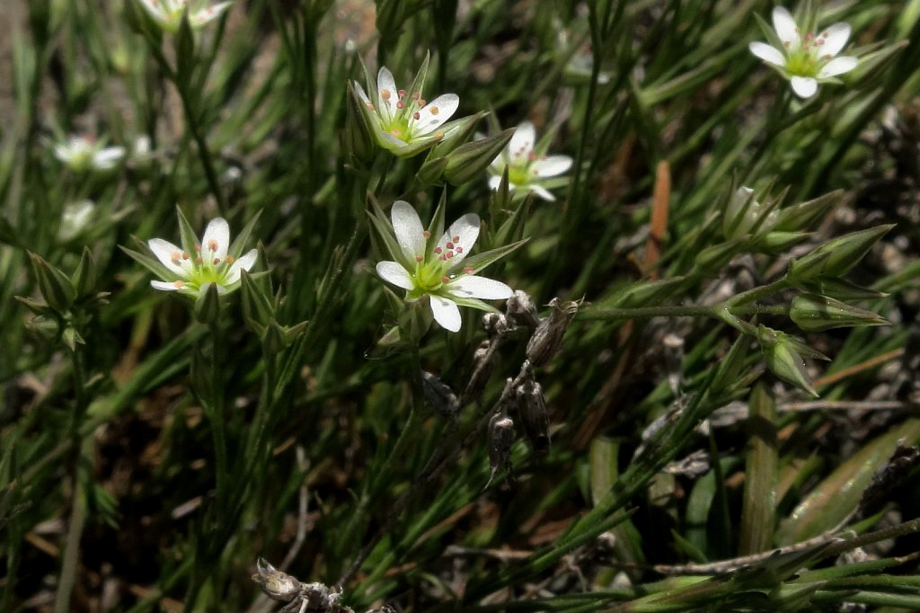 Minuartia rostrata (Changeable Sandwort)