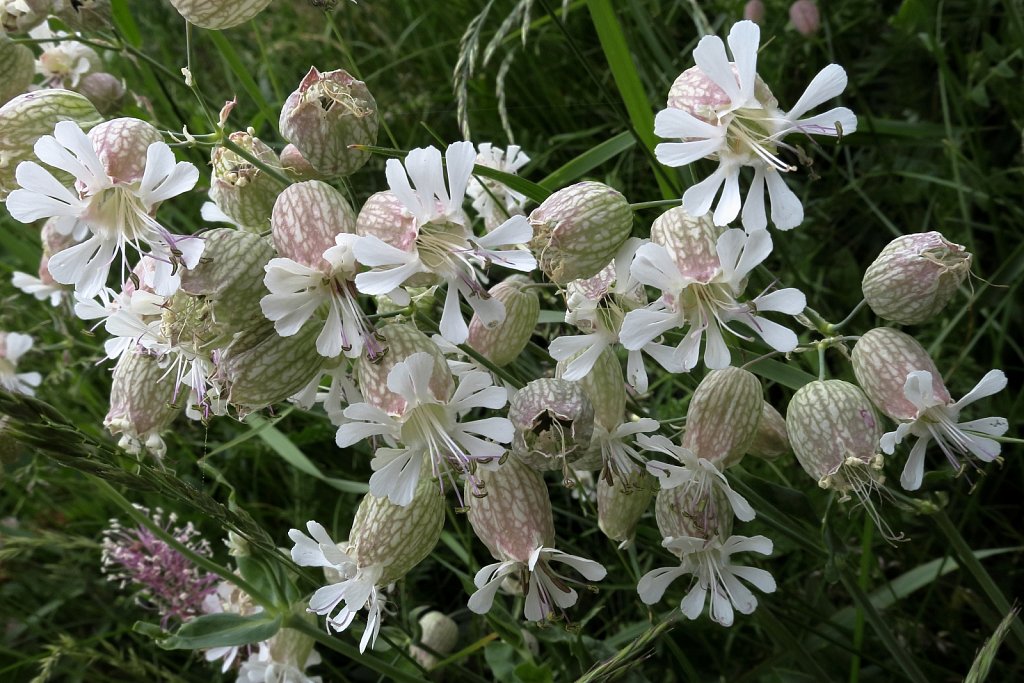 Silene vulgaris (Bladder Campion)
