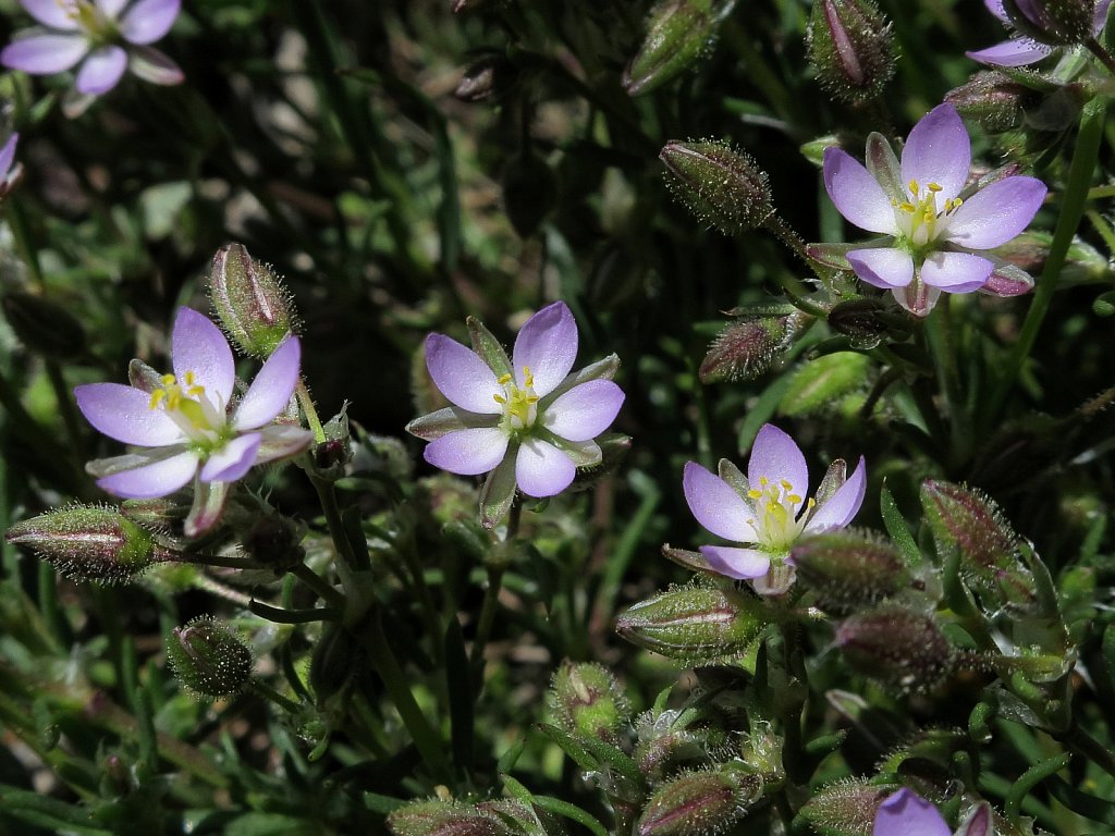 Spergula rubra (Sand Spurrey)