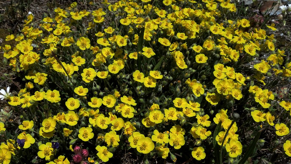 Helianthemum alpestre (Alpine Rock-rose)