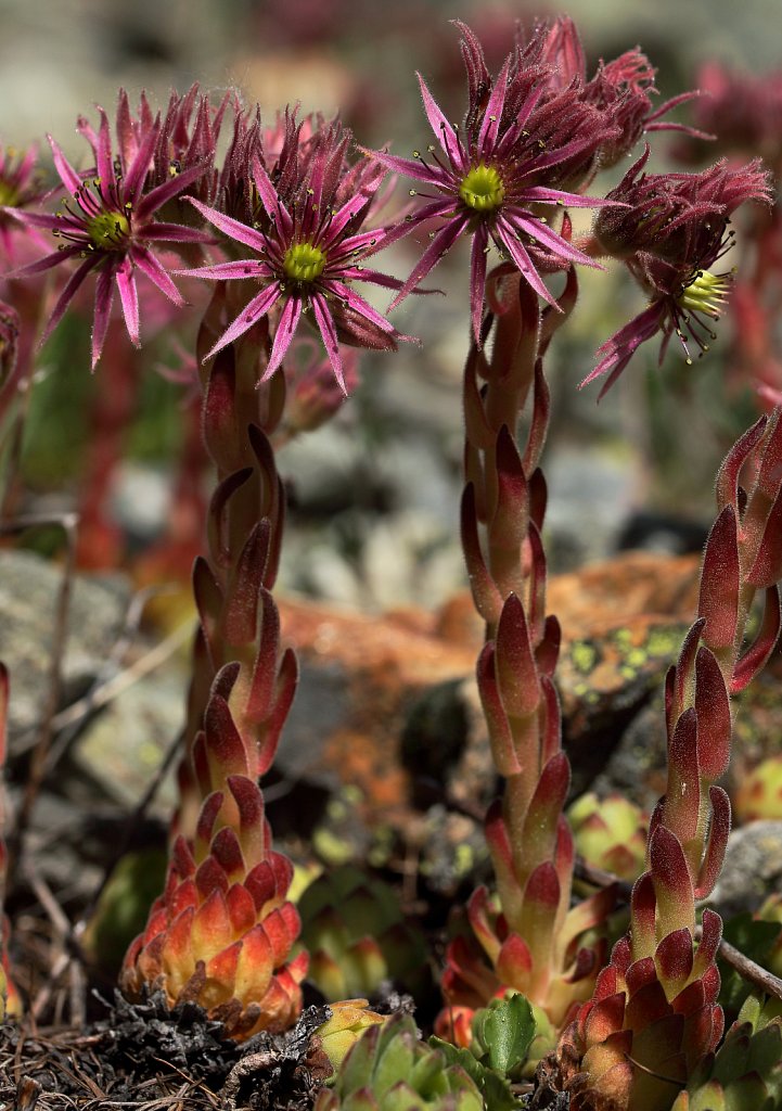 Sempervivum montanum (Mountain House-leek)