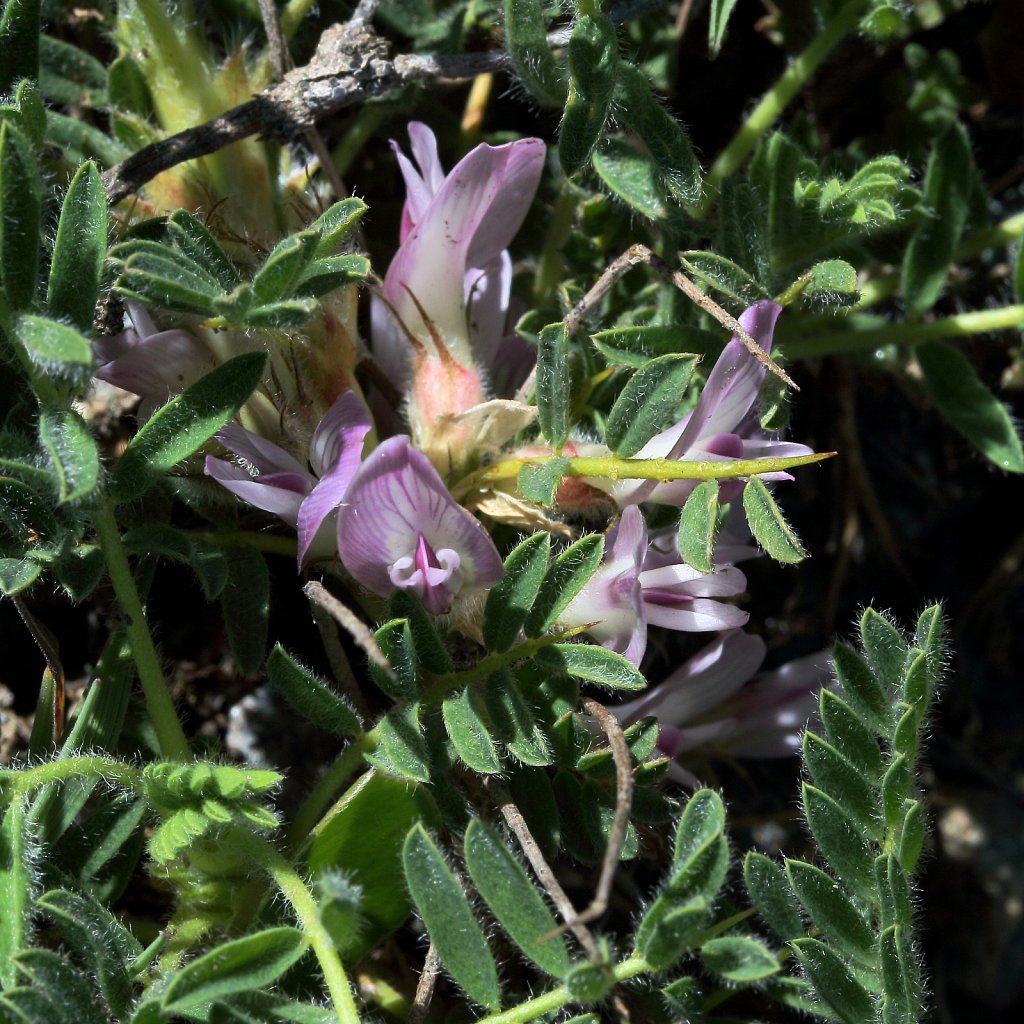 Astragalus sempervirens (Spiny Milk-vetch)