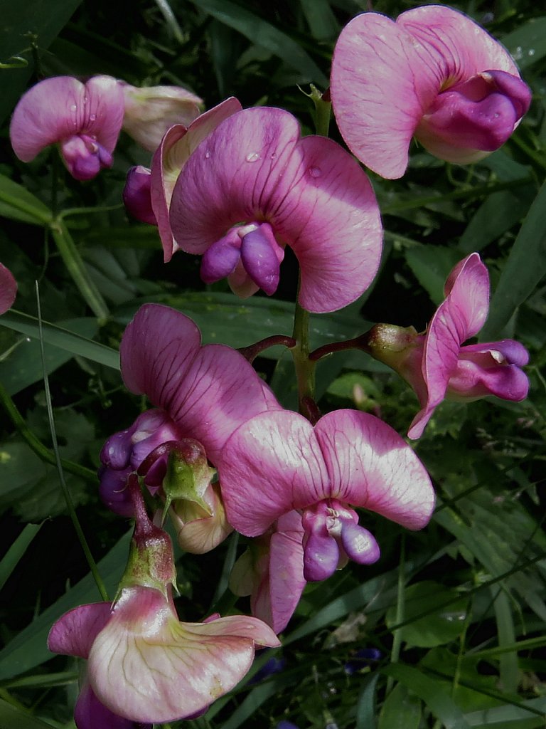 Lathyrus sylvestris (Narrow-leaved Everlasting-pea)