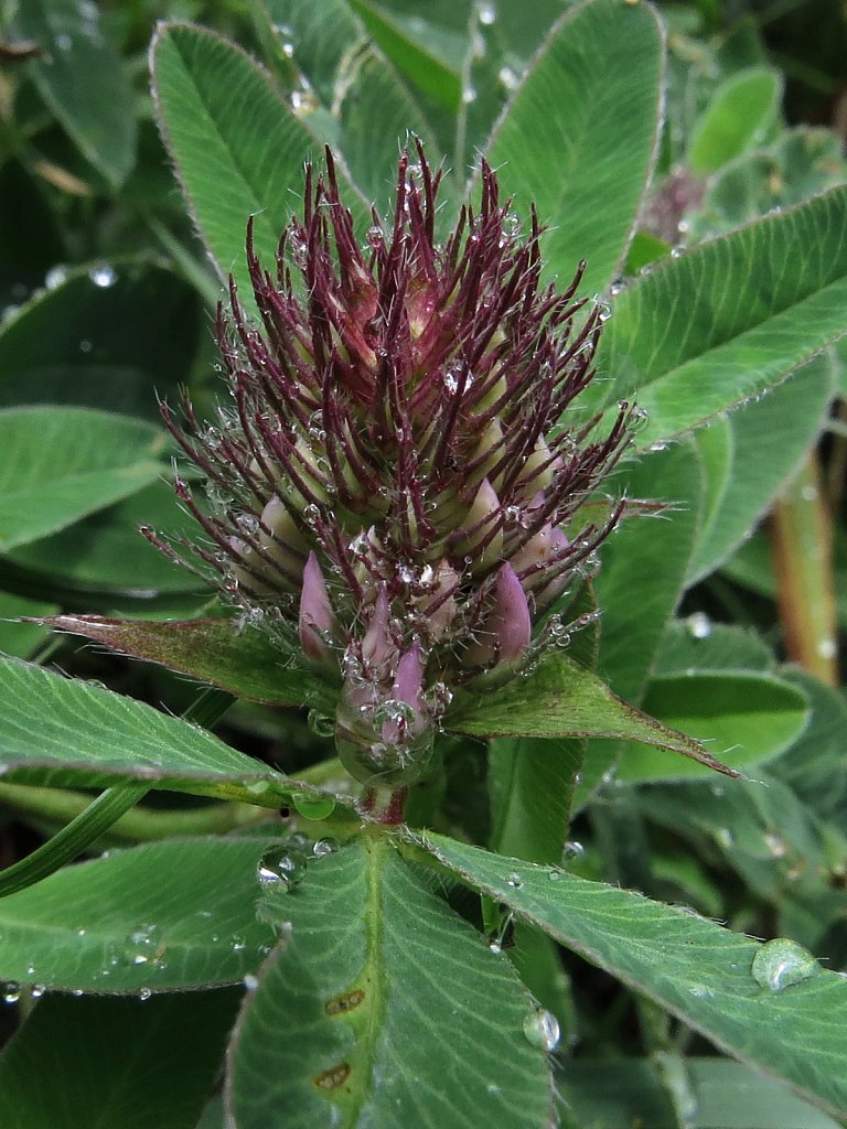 Trifolium alpestre (Hill clover)