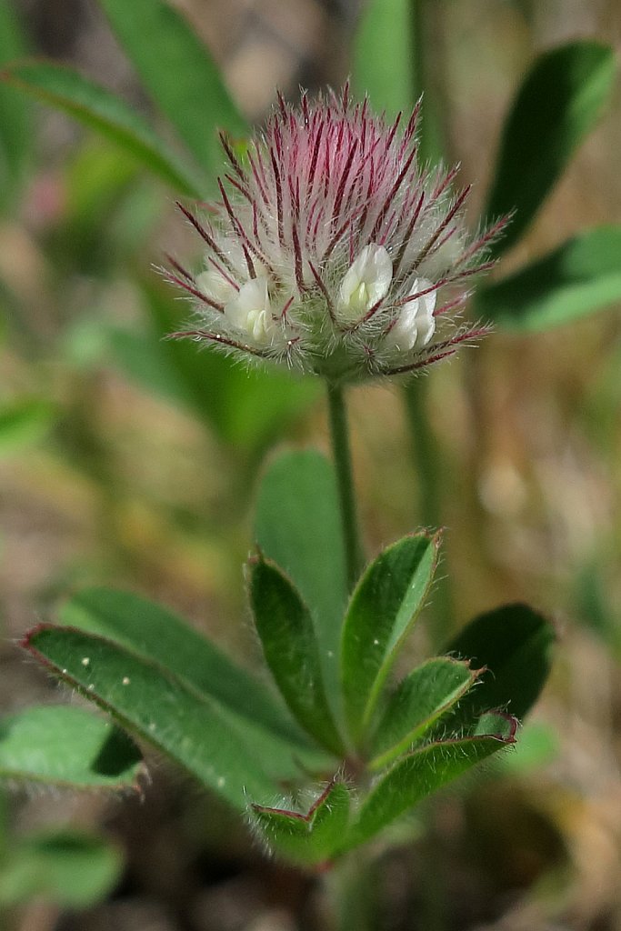 Trifolium arvense (Hare's-foot Clover)