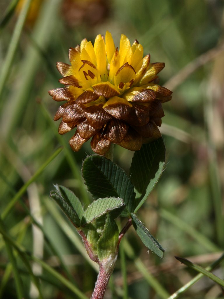 Trifolium badium (Brown Clover)