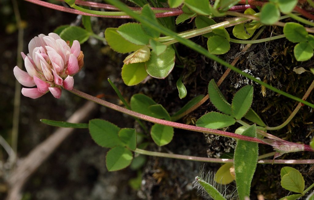 Trifolium pallescens (Pale Clover)