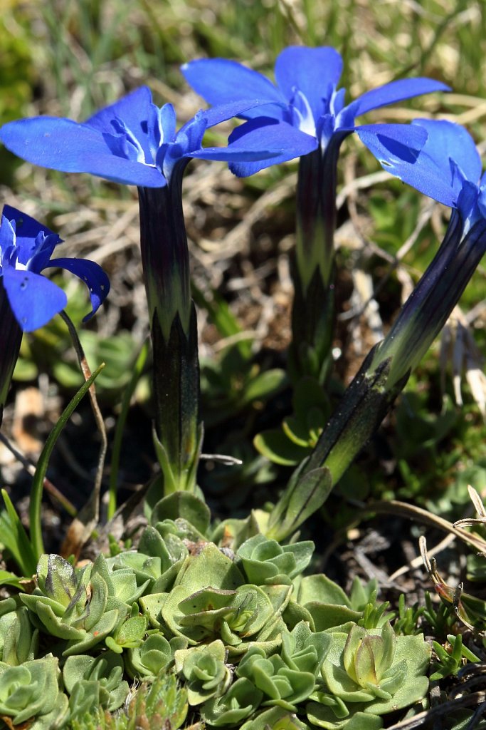 Gentiana brachyphylla (Short-leaved Gentian)