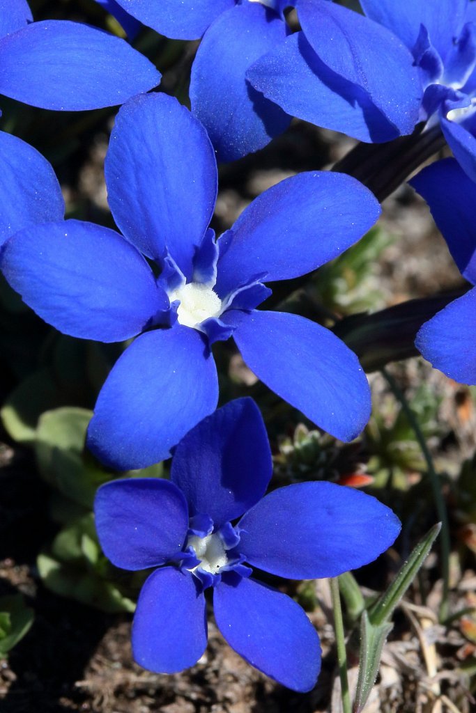 Gentiana brachyphylla (Short-leaved Gentian)