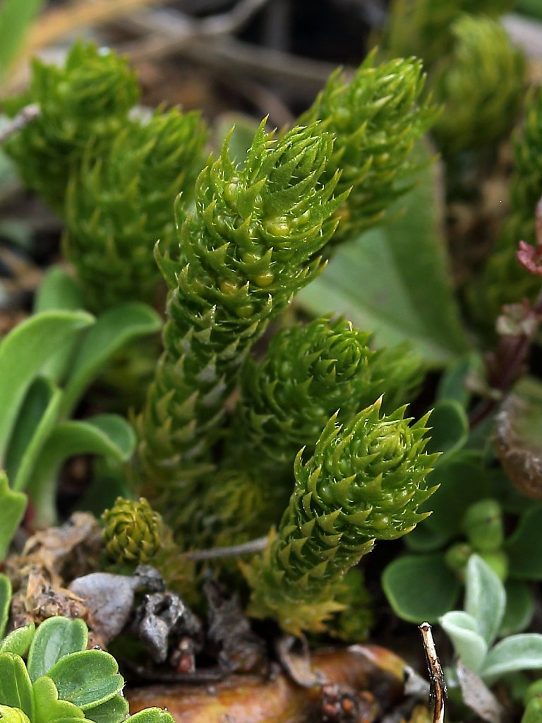 Seliginella selaginoides (Lesser Clubmoss)